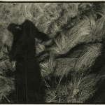 <i>Weeds</i>, gelatin silver print, 5 x7 inches, 1972