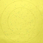<i>The Shotgun and the I Ching (yellow)</i>, pigmented ink on luster paper surface mounted to Plexiglas with Sintra backing, 30 x 30 inches, 2000