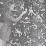 <i>Would have/ Would not have</i>, various sized photographs from newspapers mounted on 8 x 10 inch Arches paper, 1974