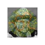 <i>Gene Autry / Ishihara 33  (Unlettered)</i>, pigmented ink on glossy paper with UV laminate, 18 x 18 inches, 2013